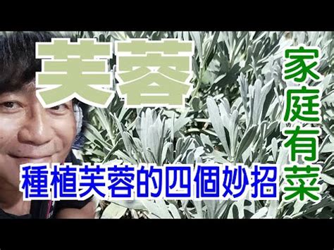 芙蓉樹風水|芙蓉種植風水：如何避免犯太歲？ 風水師揭秘：芙蓉擺放位置有講究